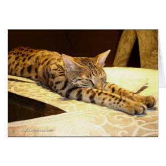 Savannah cat sleepy Card