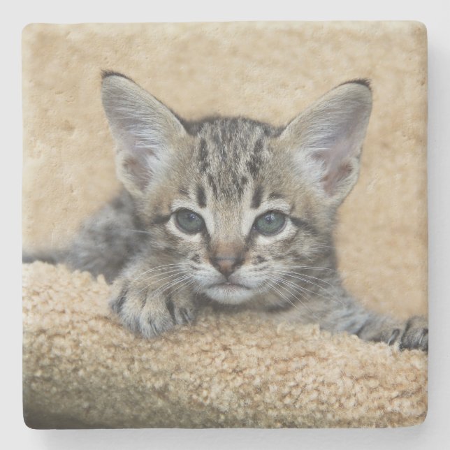 Savannah Cat Square Coaster (Front)