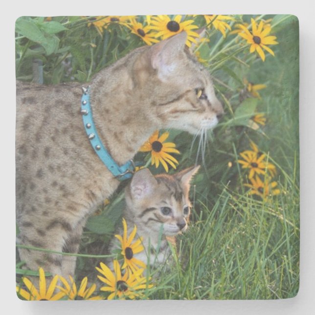 Savannah Cat Square Coaster (Front)