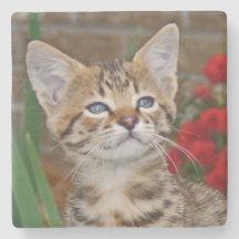Savannah Cat Square Coaster