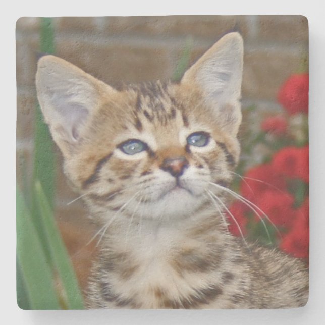 Savannah Cat Square Coaster (Front)