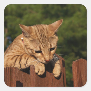 Savannah Cat Square Sticker