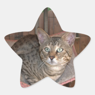 Savannah Cat Star Sticker