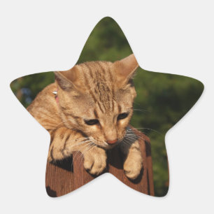 Savannah Cat Star Sticker