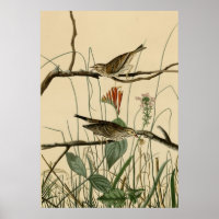 Savannah Finch