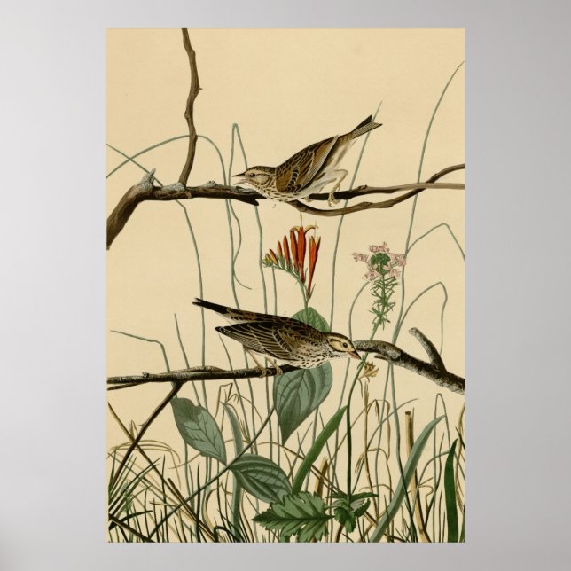 Savannah Finch Poster (Front)