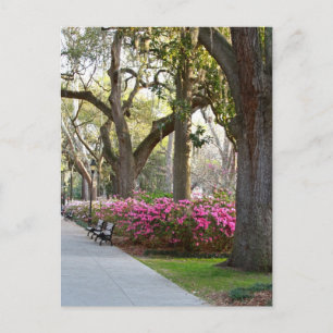 Savannah Georgia in Spring Forsyth Park Azaleas Oa Postcard