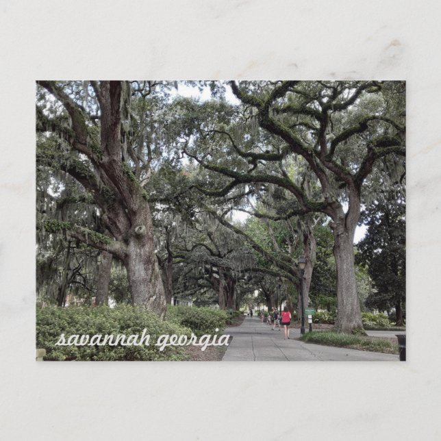 savannah georgia in the park  postcard (Front)