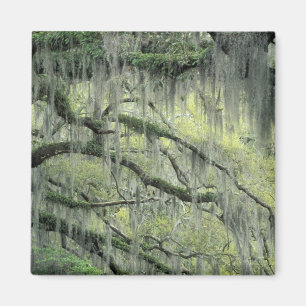 Savannah, Georgia, Live Oak tree draped with Magnet