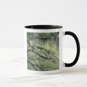 Savannah, Georgia, Live Oak tree draped with Mug