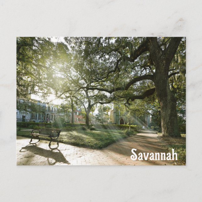 Savannah Georgia Southern Live Oak Tree Park Postcard (Front)