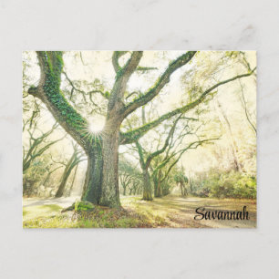 Savannah Georgia Southern Live Oak Tree Postcard