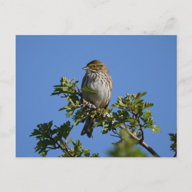 Savannah Gorgeous Postcard (Front)