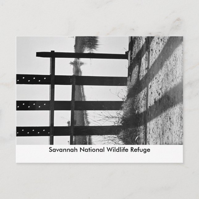 Savannah National Wildlife R... Postcard (Front)