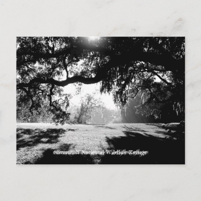 Savannah Postcard (Front)