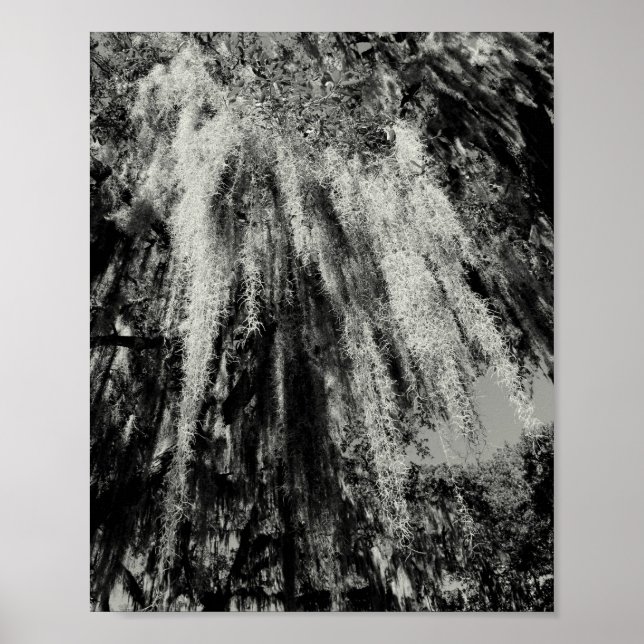 Savannah Series: Spanish Moss Poster (Front)