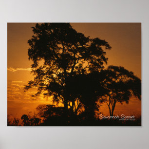 Savannah Sunset Poster