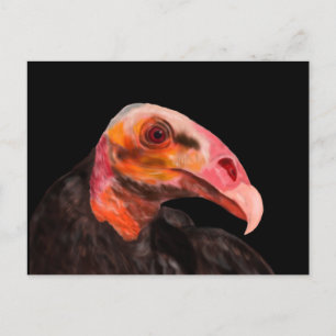 Savannah Vulture Postcard