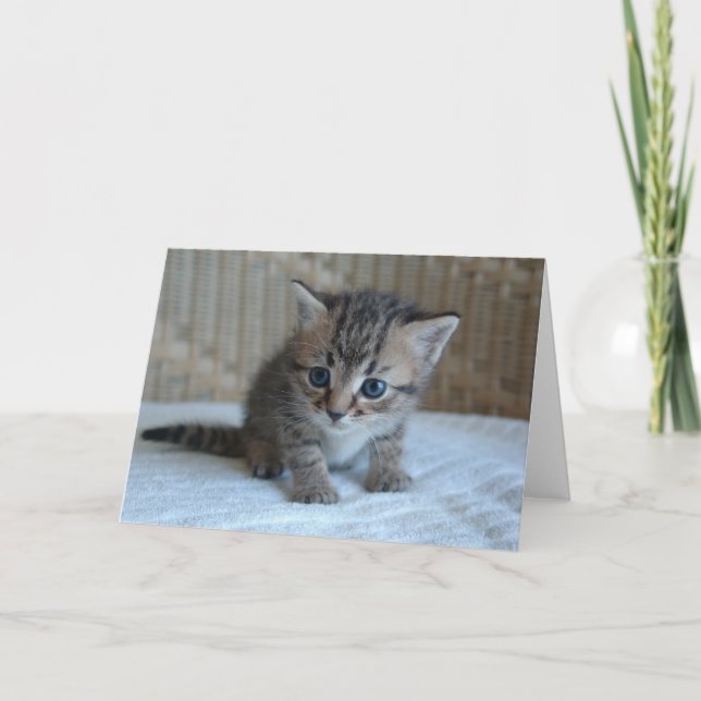 Save a life, adopt a rescue cat greeting card (Front)