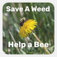 Save A Weed, Help A Bee