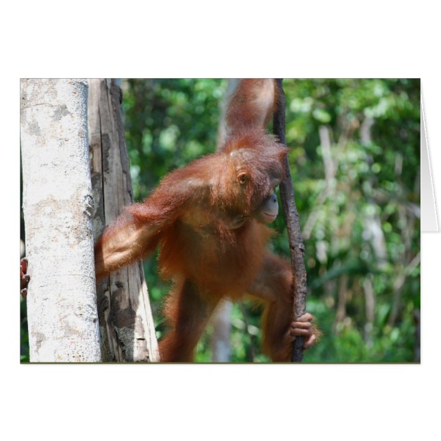 Save Borneo Orangutan Wildlife (Front Horizontal)