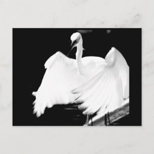 Save Florida's Birds Postcard