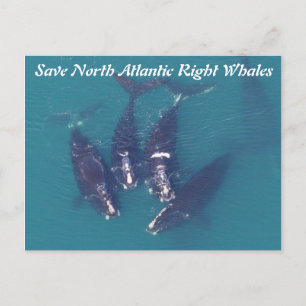 Save North Atlantic Right Whales by Rose Postcard