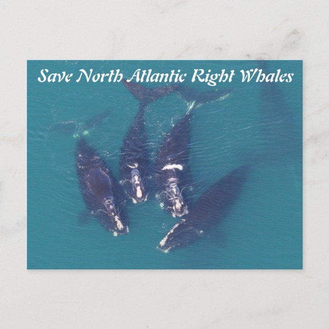 Save North Atlantic Right Whales by Rose Postcard (Front)
