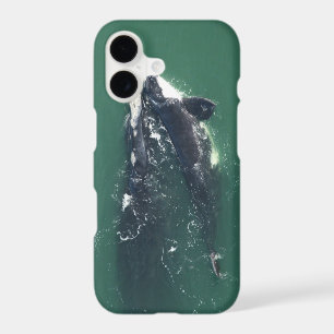 Save North Atlantic Right Whales by RoseWrites