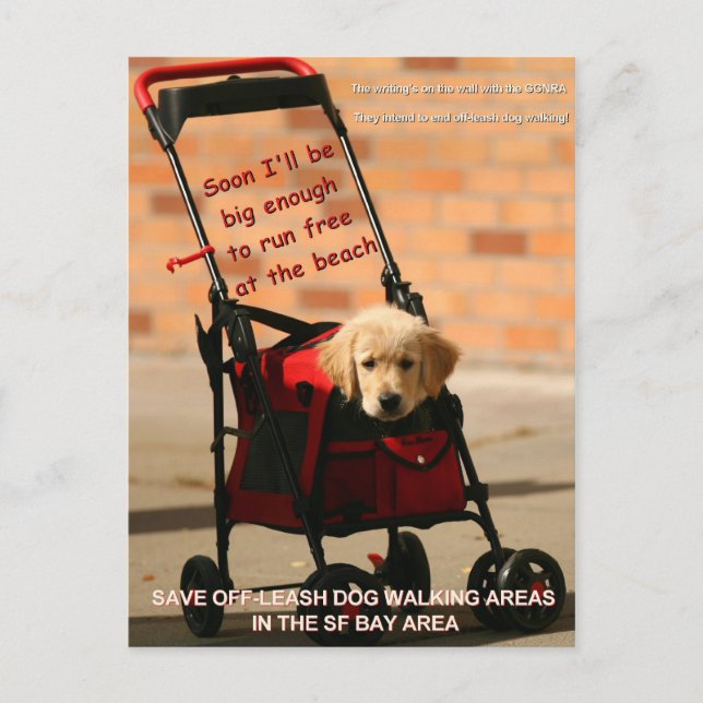 Save Off-Leash Dog Walking Senator Boxer! Postcard (Front)