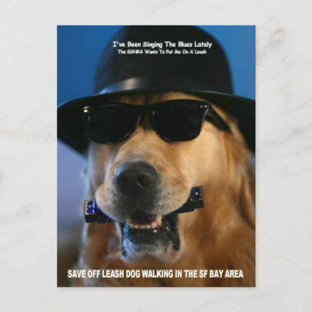 Save Off-Leash Dog Walking Senator Feinstein Postcard (Front)