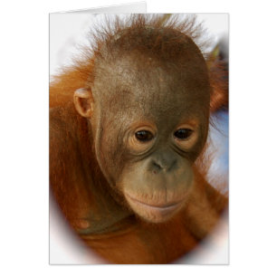 Save Orangutans from Extinction
