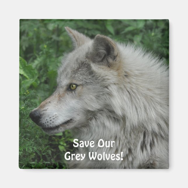 SAVE OUR GREY WOLVES Wildlife Photo Magnet (Front)