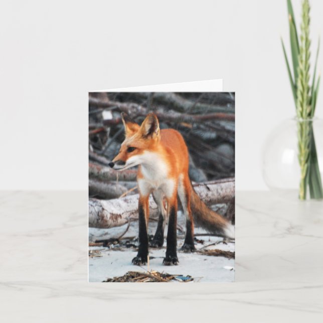 Save Our Planet series Red Fox note/greeting card (Front)