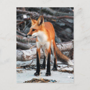 Save Our Planet series red fox post card