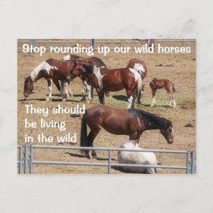 Save Our Wild Horses Campaign Postcard