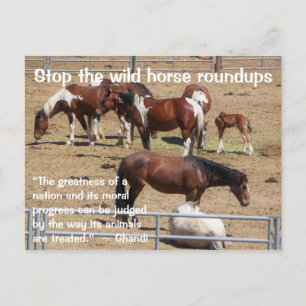 Save Our Wild Horses Campaign Postcard