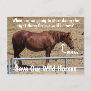 Save Our Wild Horses Campaign Postcard