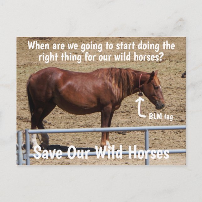 Save Our Wild Horses Campaign Postcard (Front)