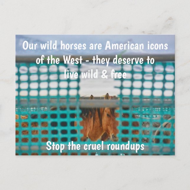 Save Our Wild Horses Campaign Postcard (Front)