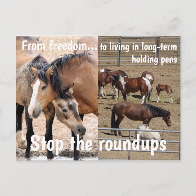 Save Our Wild Horses Campaign Postcard (Front)