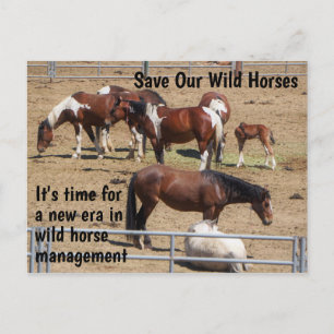 Save Our Wild Horses Campaign Postcard