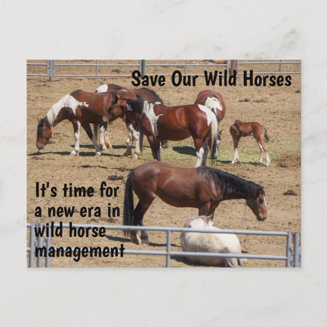 Save Our Wild Horses Campaign Postcard (Front)