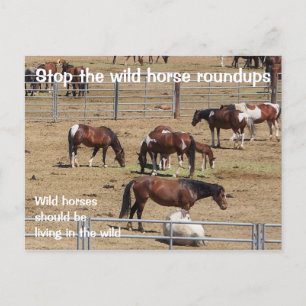 Save Our Wild Horses Campaign Postcard