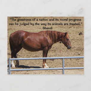 Save Our Wild Horses Campaign Postcard