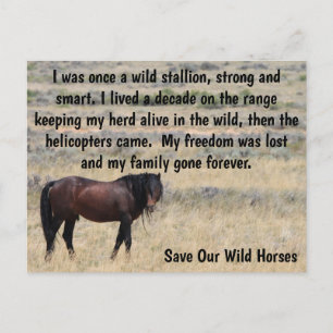 Save Our Wild Horses Campaign Postcard