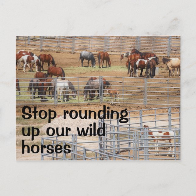 Save Our Wild Horses Campaign Postcard (Front)