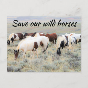 Save Our Wild Horses Postcard