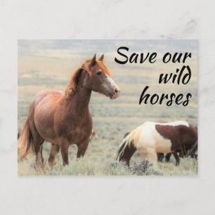 Save our Wild Horses Postcard