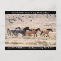 Save Our Wild Horses